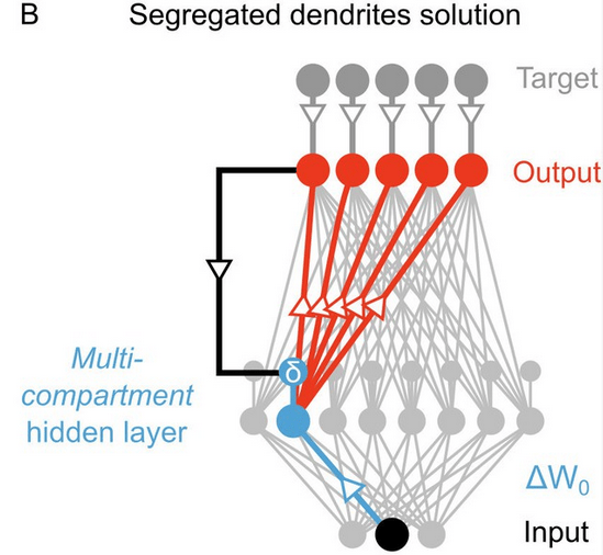 Deep Convolutional Neural Networks as Models of the Visual System: Q&A ...